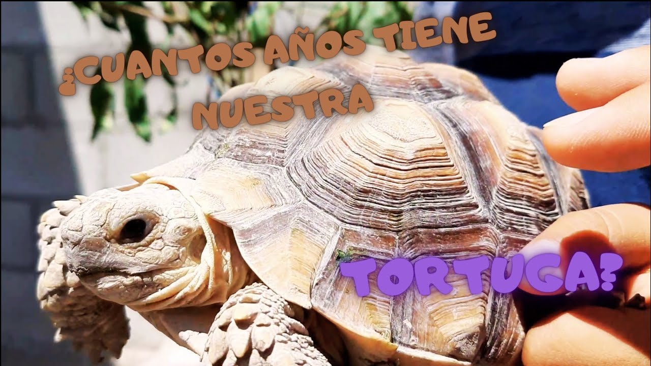 Como saber la edad de mi tortuga #reptiles #tortuga