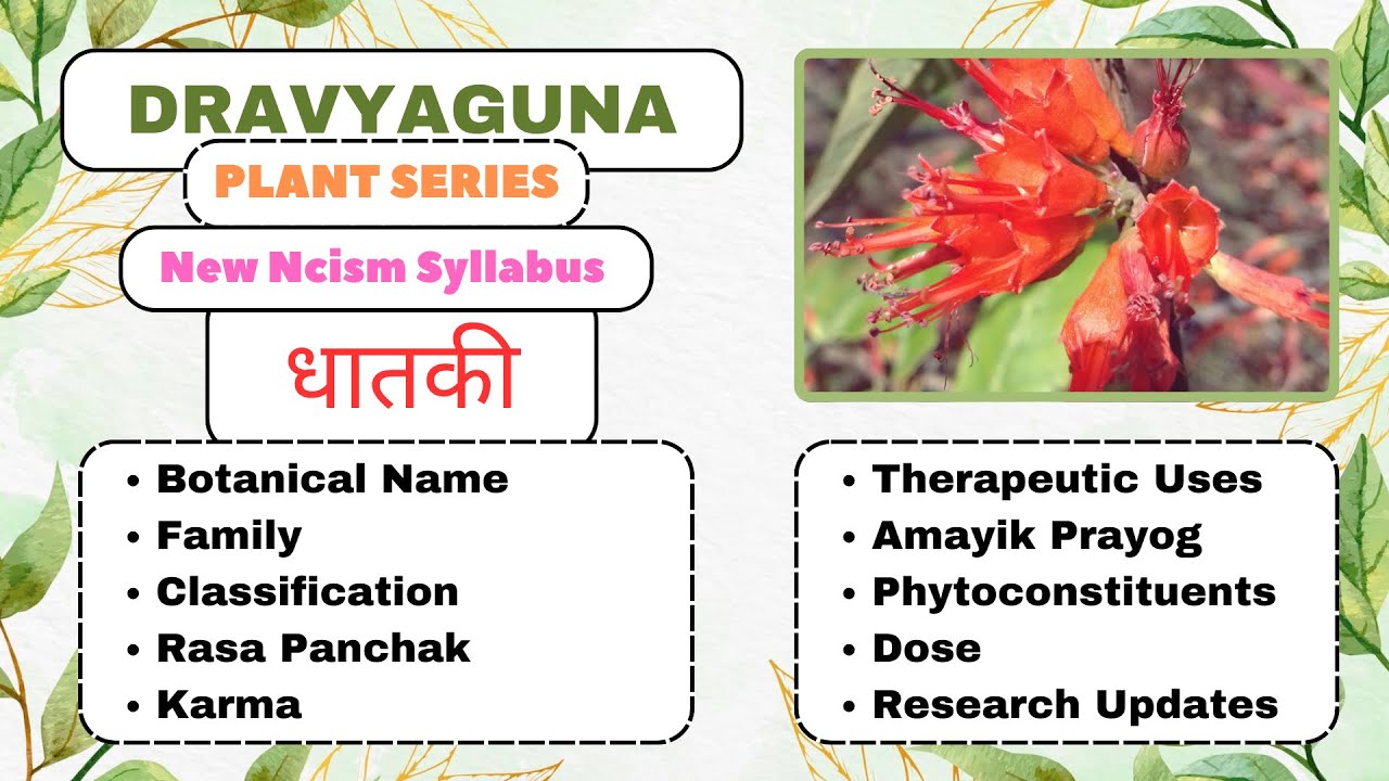 Dhataki - Dravyaguna Plants Series|#bams2ndyear #dravyaguna #plants #bamsnotes #dhataki#alchohol