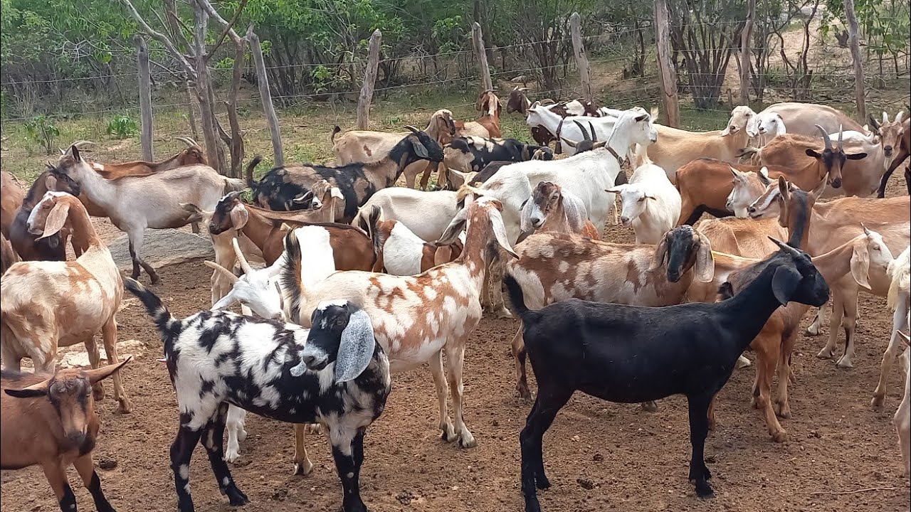 CRIADOR DE CABRAS LEITEIRAS NO CARIRI EM SOLEDADE-PB MOSTRA SUA LUTA DIÁRIA