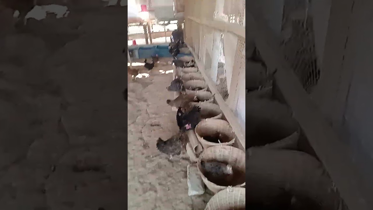  দেশিমুরুগ প্রাকিতিক ভাবে পালন