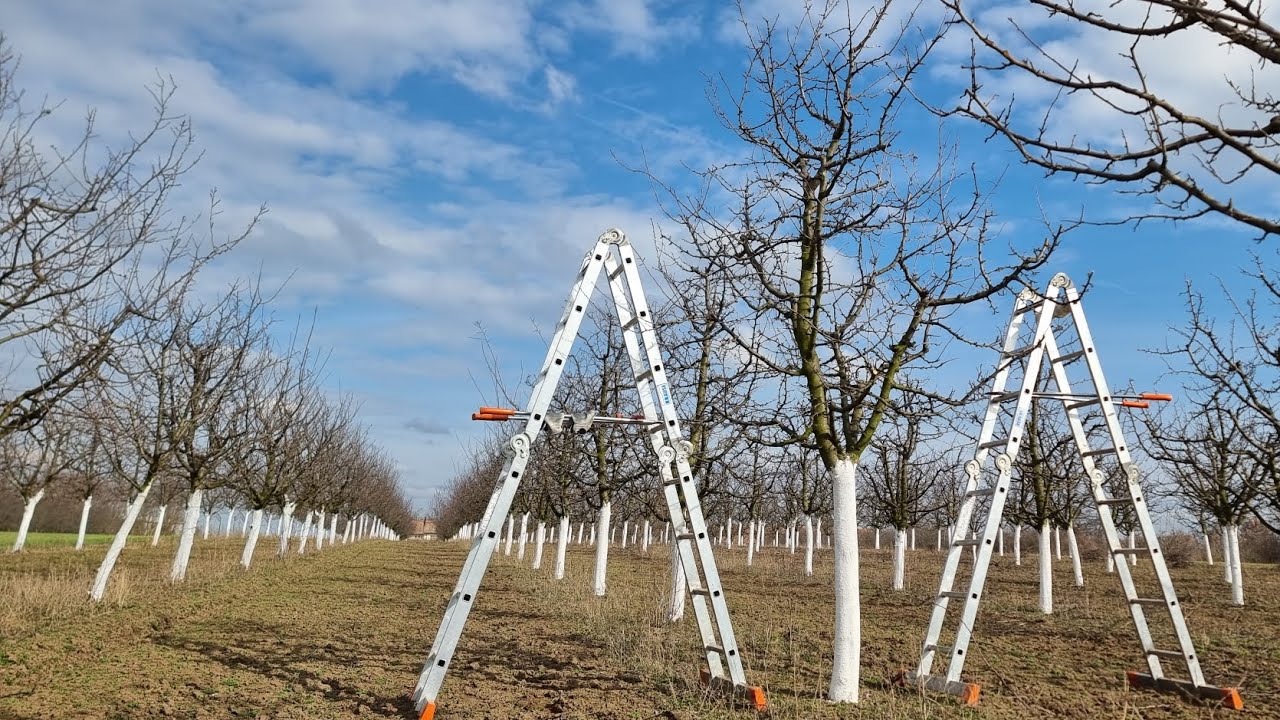 Uslužna rezidba voća-zelena rezidba šljive,prunus domestica #agriculture #prunus #pruning