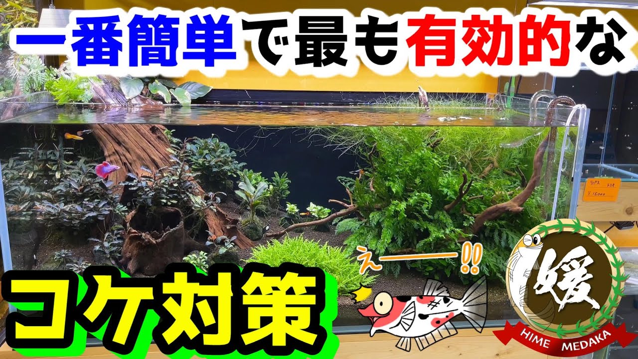 水草水槽のコケ対策で一番簡単で最も有効的な苔対策について【媛めだか】