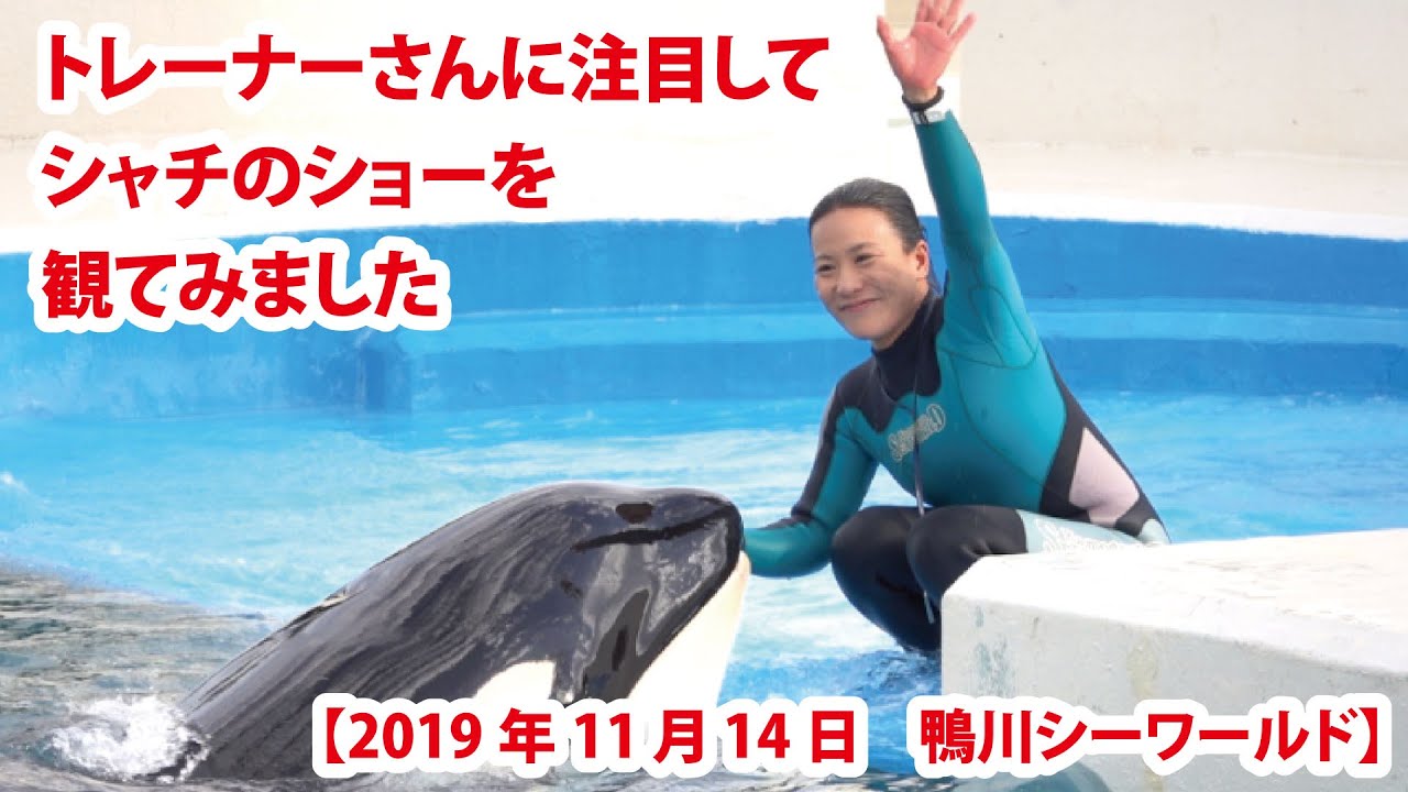 シャチパフォーマンス　小松トレーナーさんに注目してシャチのショーを観てみました【2019年11月14日　鴨川シーワールド】