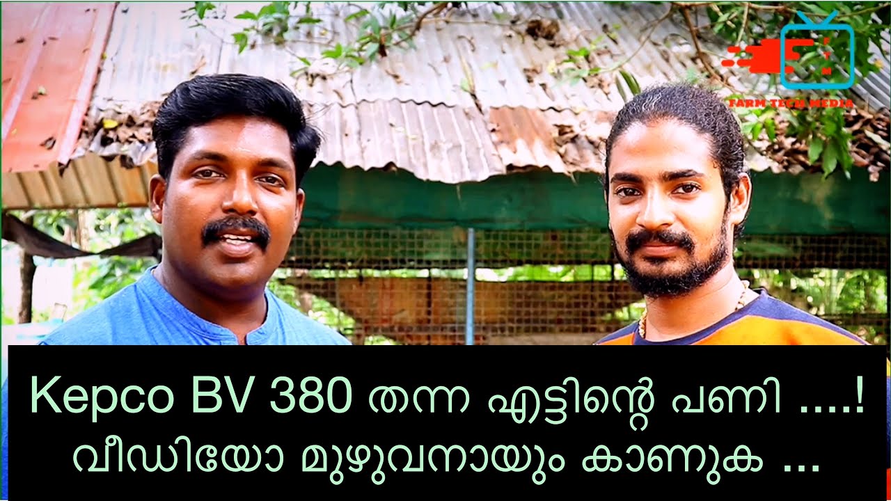 BV380 കോഴി കുഞ്ഞുങ്ങൾ വാങ്ങിയപ്പോൾ | Kepco ഞങ്ങൾക്കു തന്ന എട്ടിന്റെ പണി ...