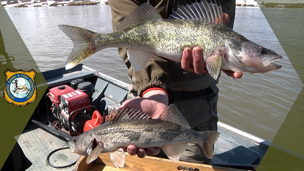 Walleye...or Sauger?