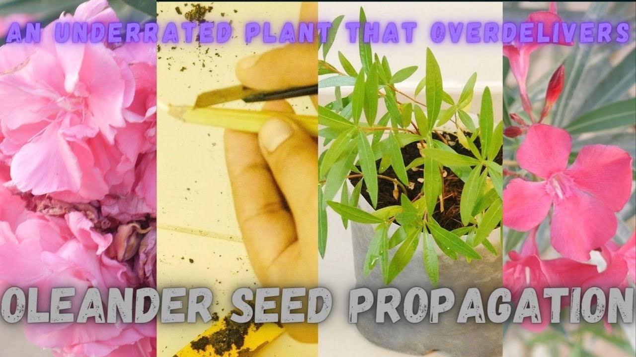 Seed Propagation Of An Underrated Plant That Overdelivers On Every Front #कनेर #Oleander