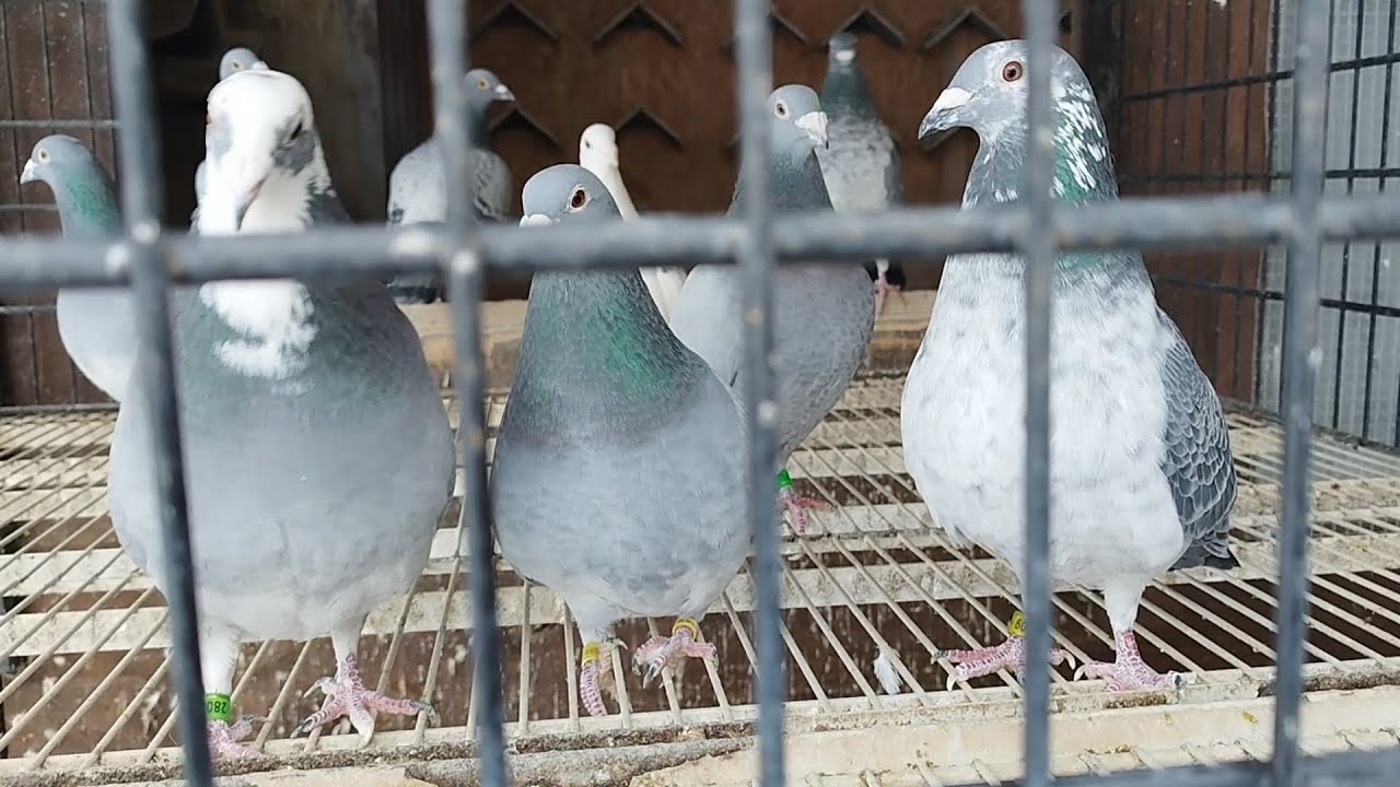 Tajny zimowy specyfik 😉😋 Kondycja zimową porą przed parowaniem😉