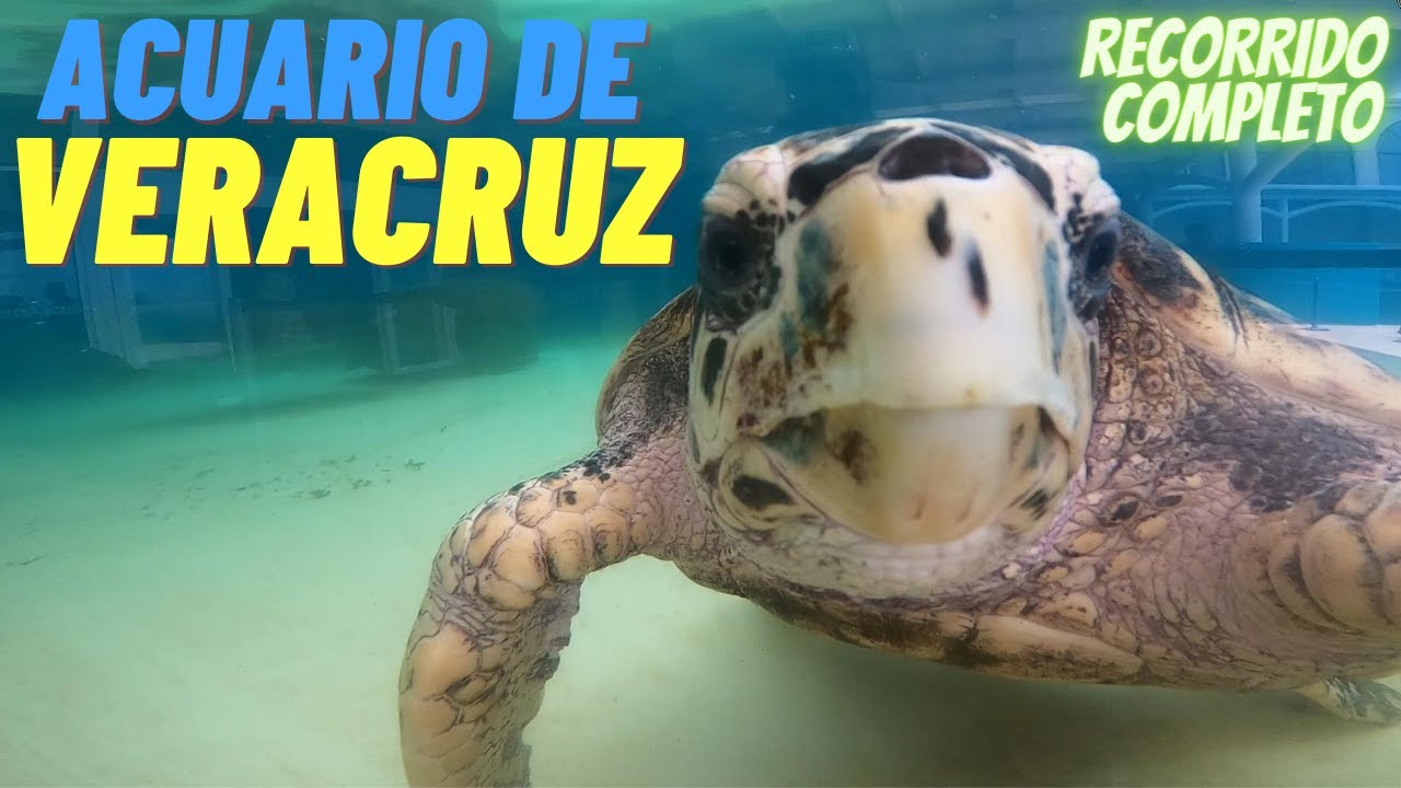 Asi es el ACUARIO de VERACRUZ  ❘ RECORRIDO COMPLETO