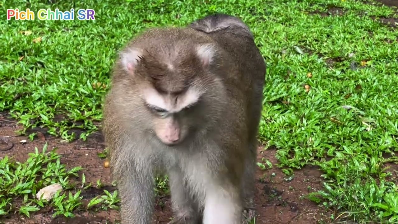 Funny monkey Angkor Wat (Pich Chhai SR)