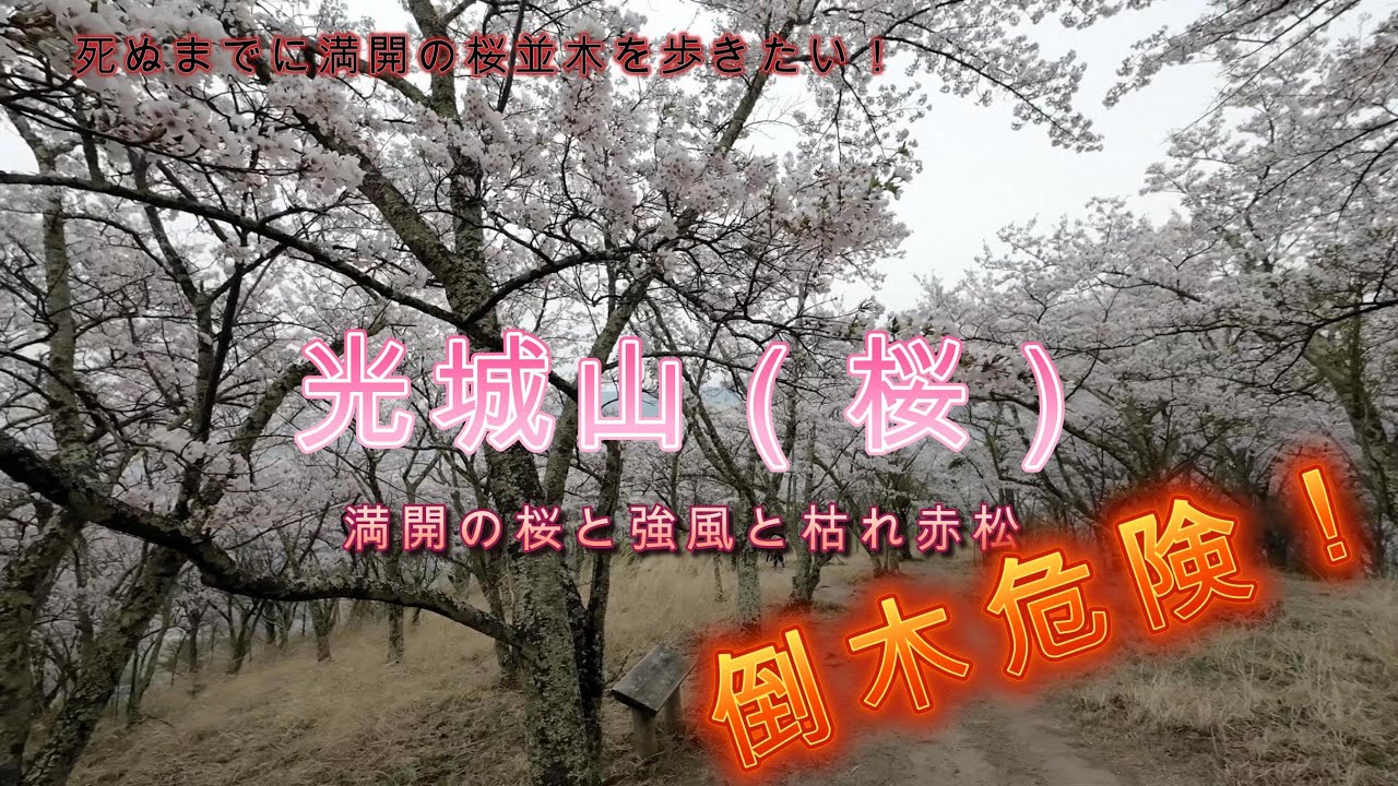 死ぬまでにやりたい〇〇なことの一つ「満開の桜並木を歩きたい！」に挑戦！また一つやりたいことをやり遂げることができました。# 登山　# ハイキング　# 光城山　# 桜