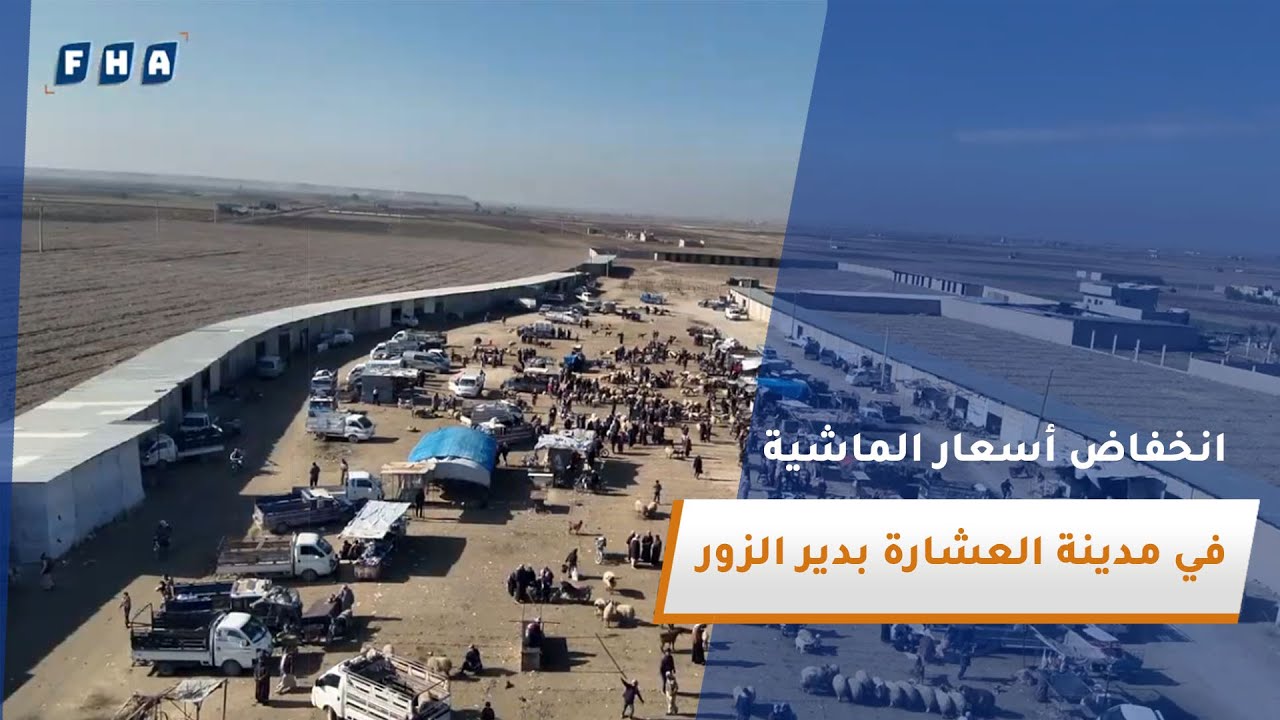 جولة مصورة في مدينة العشارة بمحافظة دير الزور تسلط الضوء على انخفاض أسعار الماشية في الأسواق المحلية