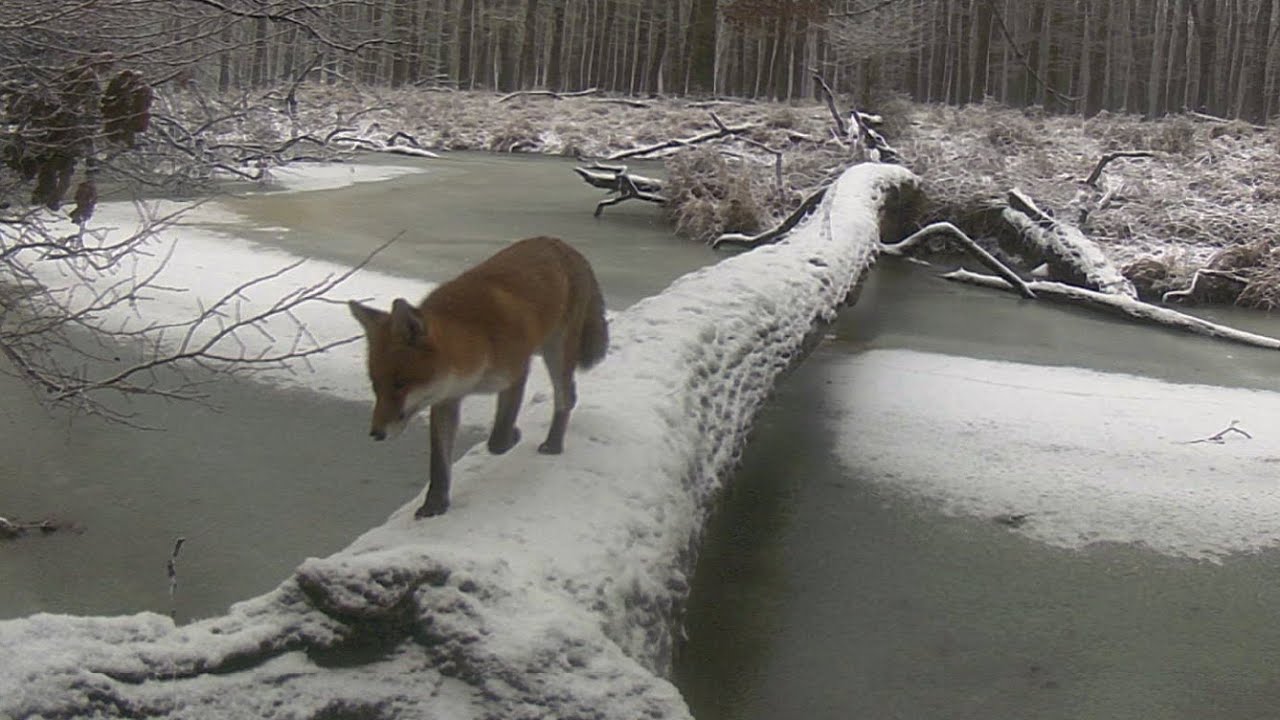 Spot #135: Lišky běhají, hrají si a křičí / Foxes run, play, and scream
