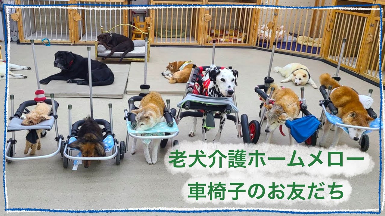 【老犬介護ホームメロー】車椅子のお友だちがたくさん♩