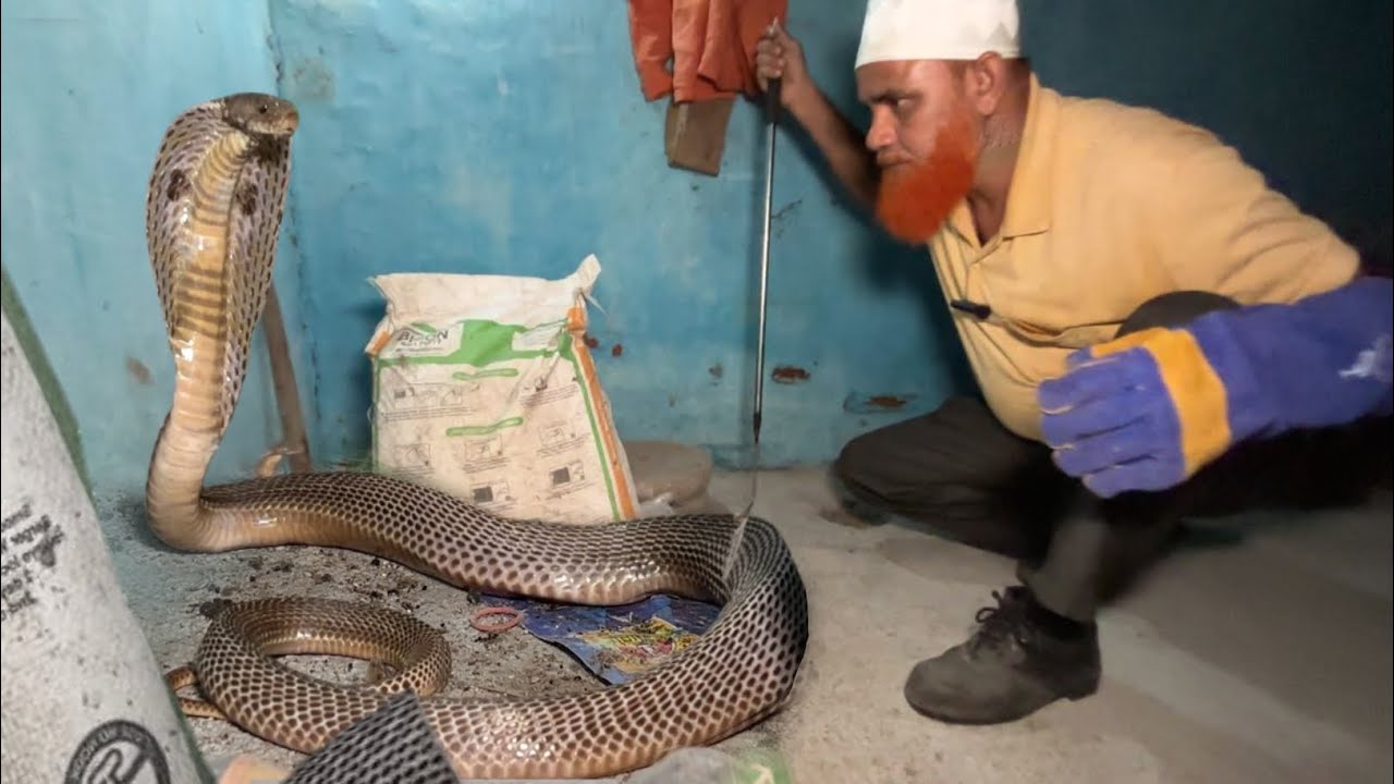 Indian Spectecal Cobra | Very Dangerous Snake 😨 Rescue For Dahitand Bokaro Steel City 