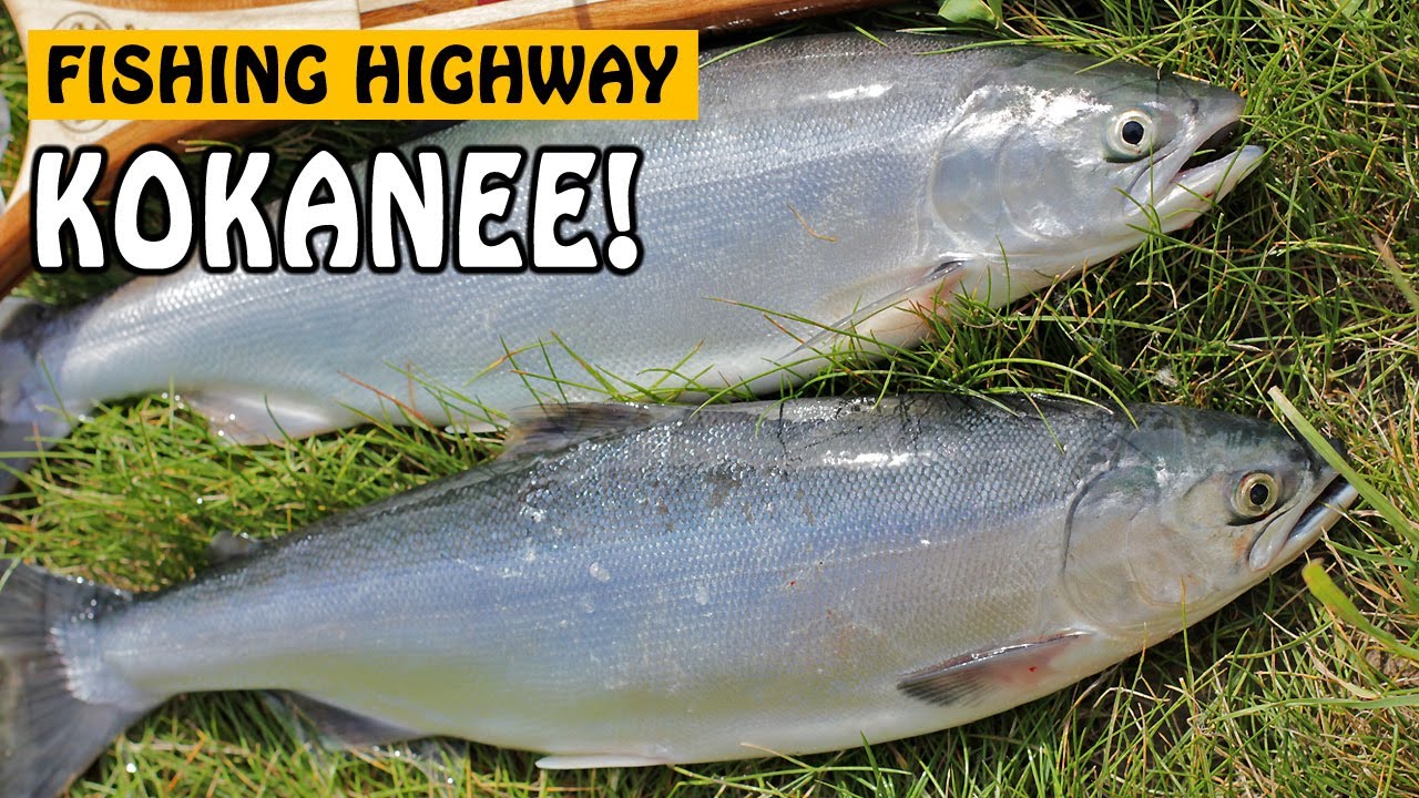 KOKANEE FISHING ON THE FISHING HIGHWAY - Deka and Hathoway Lake BC Canada | Fishing with Rod