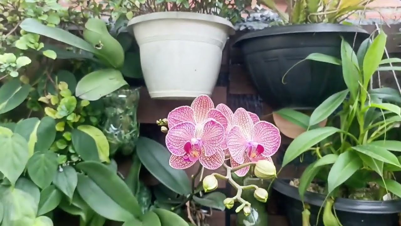 Como estão minhas plantas da florestinha vários dias sem meus cuidados:Ainda estou me recuperando