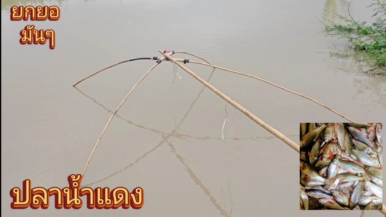 #ยกยอ มันๆ ปลาน้ำแดง 11 กรกฎาคม ค.ศ. 2023