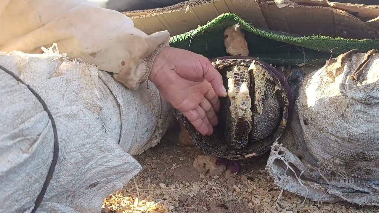 يوم جديد في المنحل🐝 الخلية التقليدية 😍 جني العسل الطبيعي🤤🍯