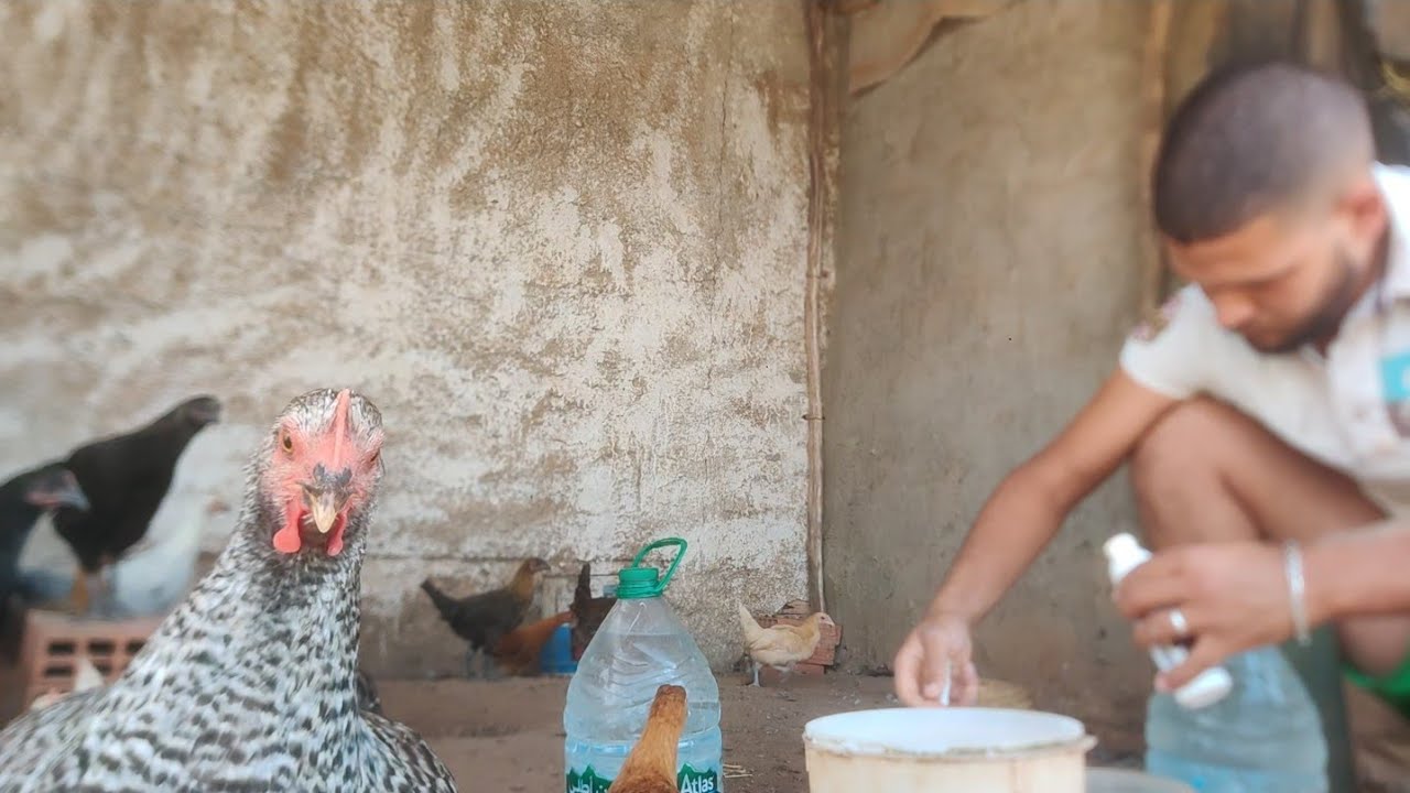 ولاعة مع الدجاج بداو يبيضو مرضو ليا الدجاج  بلكوليزا (الشخرة) مع طريقة العلاج
