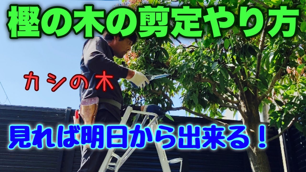 ほんとに大切な情報てんこ盛り【樫（カシ）の木剪定】プロが解説🌳✨