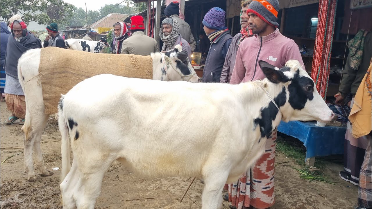 @আজ ৫ জানুয়ারি ২৬ | ফ্রিজিয়ান বকনা বাছুর গরুর দাম | রানীগঞ্জ হাট | দিনাজপুর 