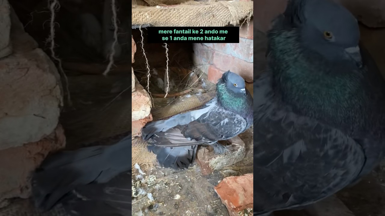 amazing pigeon tips 👍 | #pigeontips #pigeon #kabootar #kabootarbazi ##shorts
