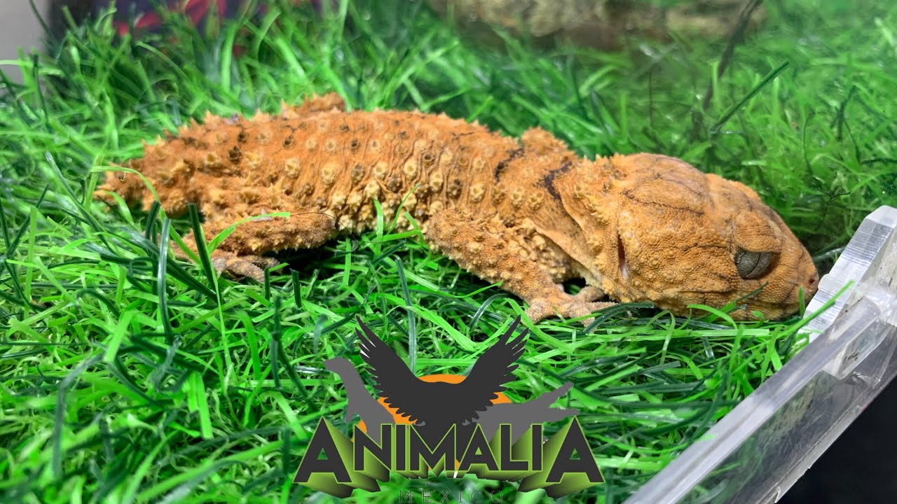 Animalia 2025 Primavera (Los reptiles más raros) 🐢🐍🦎