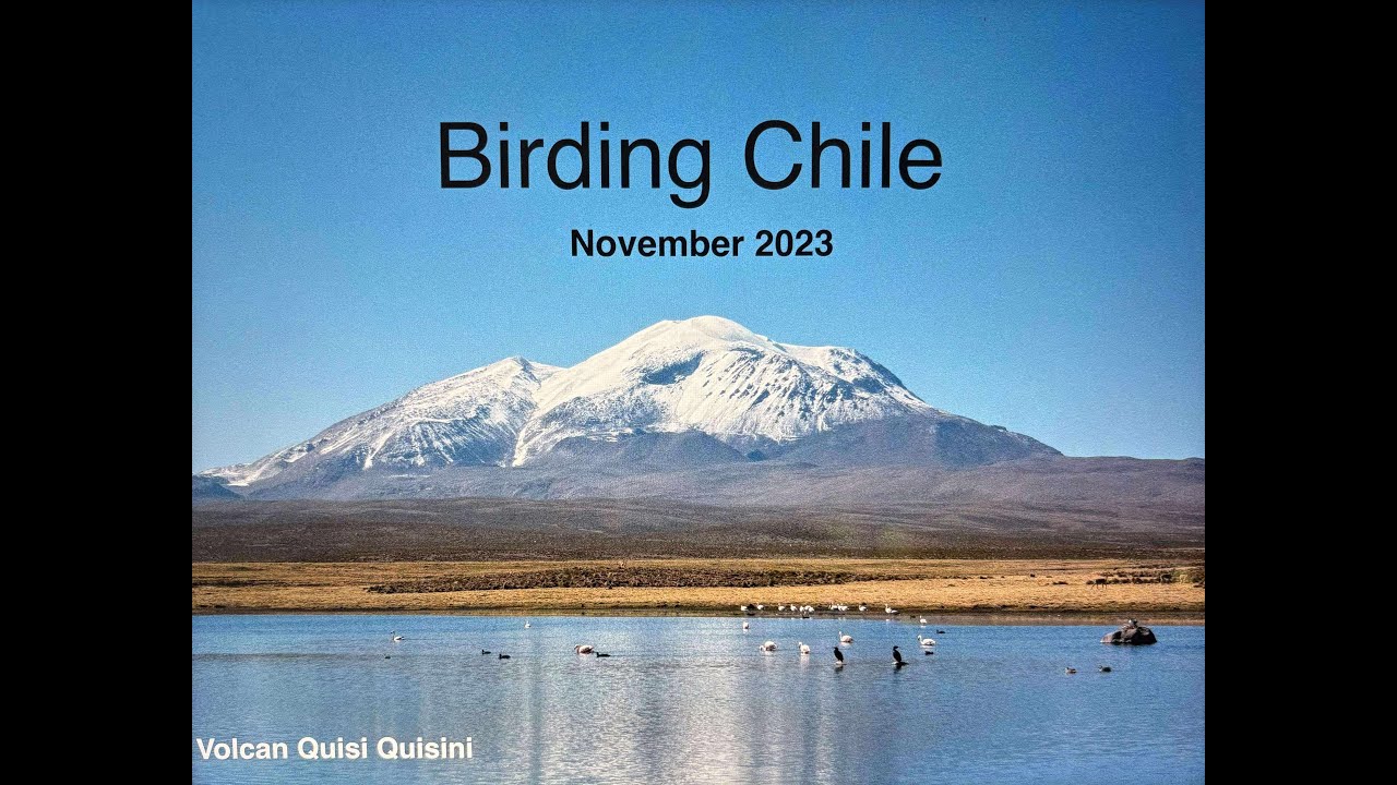 Birding in Chile - Dixie Sommers