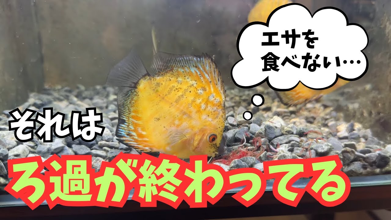 フィルターを変えると魚の様子も変わる！？