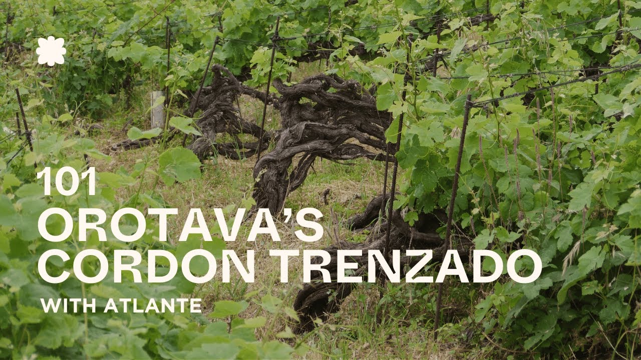 Cordon Trenzado pruning with Jesús González de Chávez of Atlante | Tenerife 🇮🇨