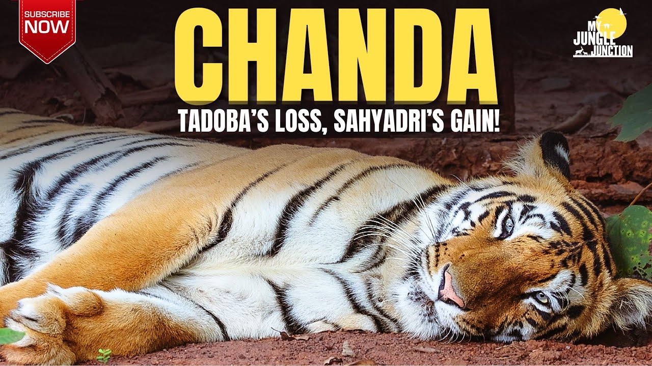 CHANDA - Tadoba's Loss. Sahyadri's Gain