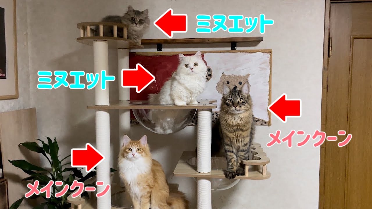 【飼い主急死により緊急保護】ミヌエット2匹とメインクーン2匹のその後の様子