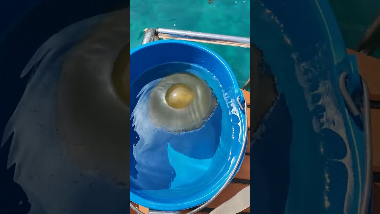 MEDUSAS HUEVO FRITO EN 