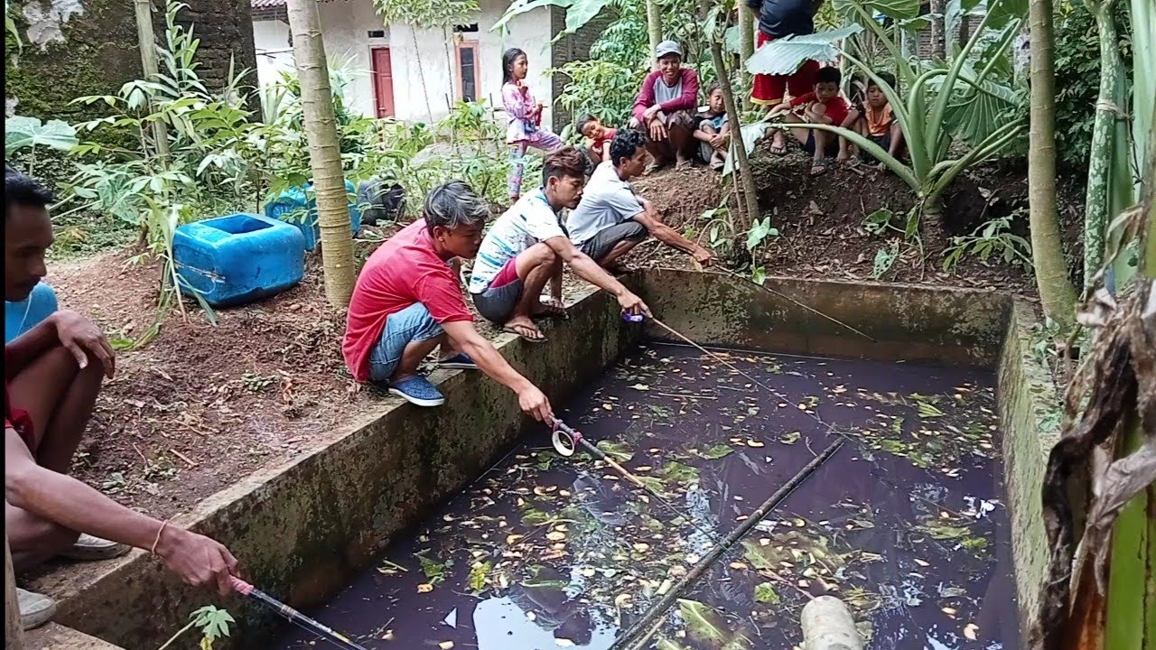 MANCING LELE // PALING RINGAS‼️