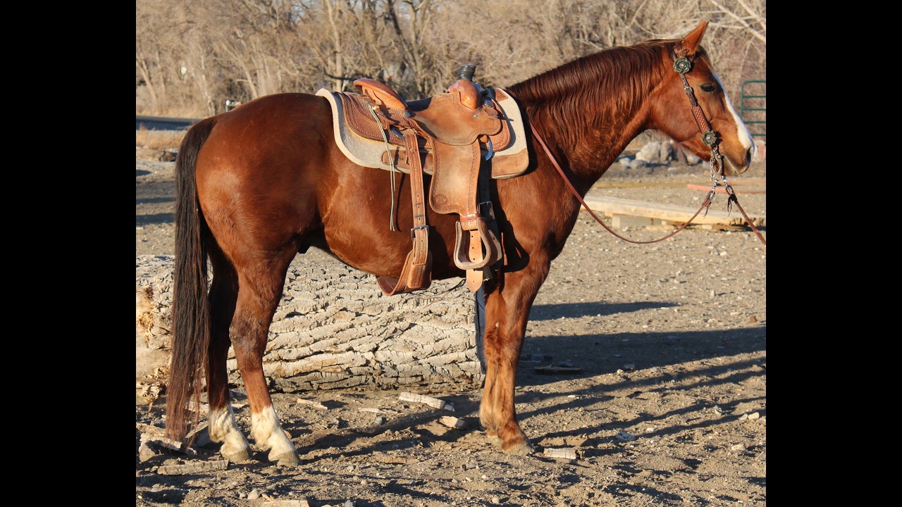 Gunner 11 year old Grade AQHA GELDING