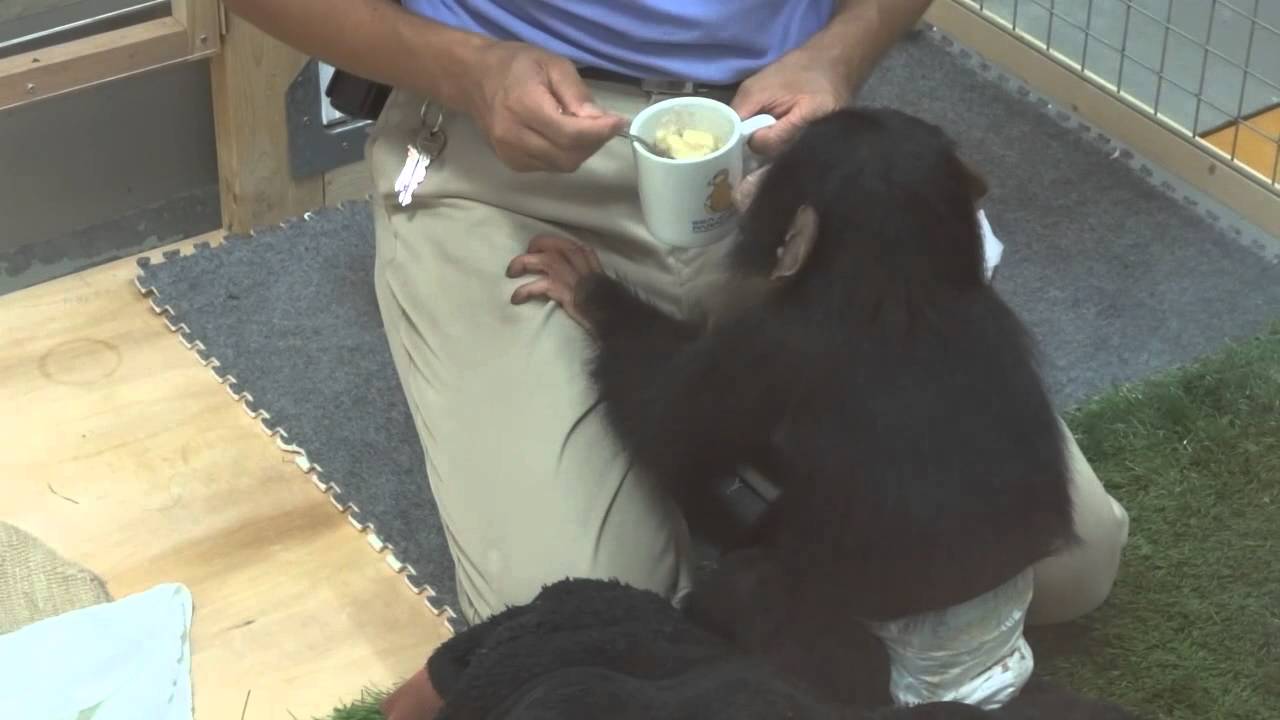 のいち動物公園　チンパンジーの人工哺育
