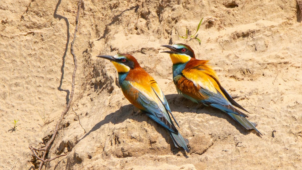 Biätare / European Bee-eater | Maglarps skjutbana | 4k