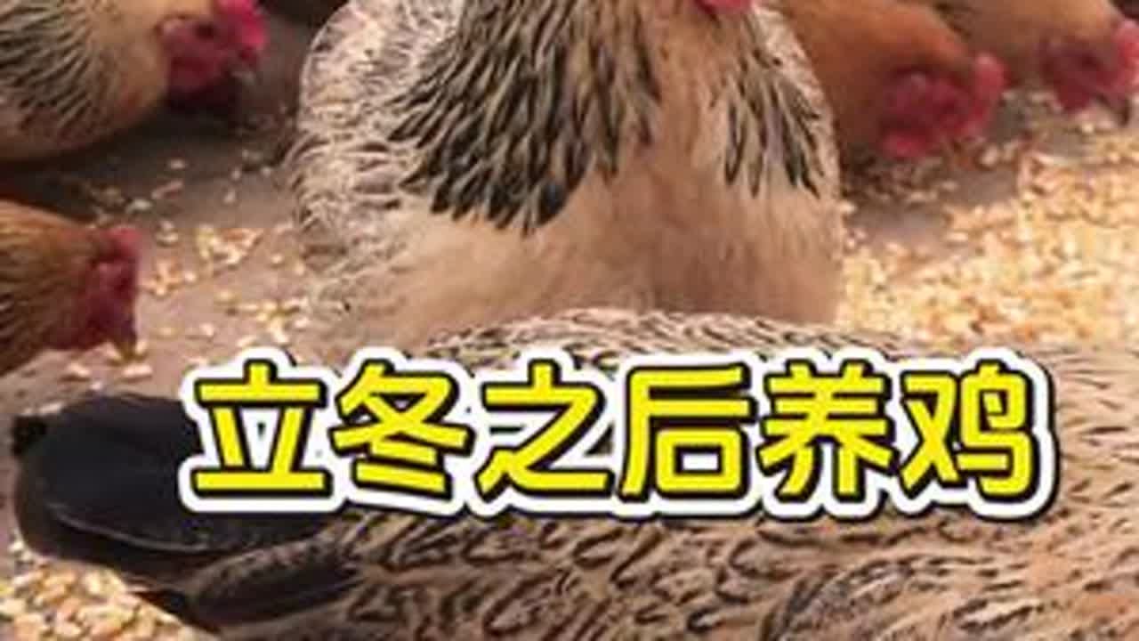 立冬之后养鸡，喂水喂料要注意#养鸡 #养鸡人 #养鸡小妙招