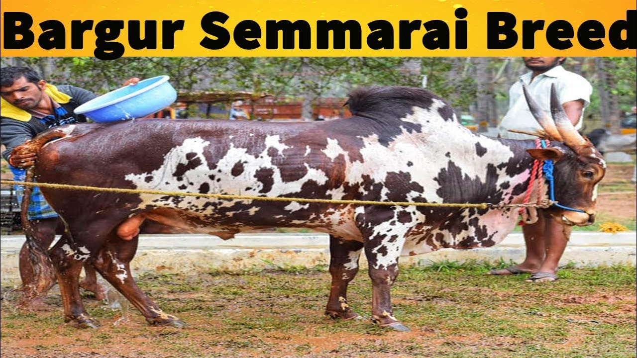 Semmarai cows | Bargur Cattle Breed Facts | Namma Naattu Maadugal | பர்கூர் மலை செம்மறை மாடு