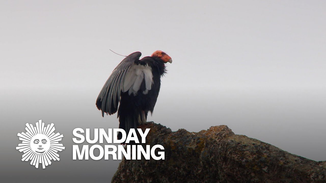 Nature: California condors