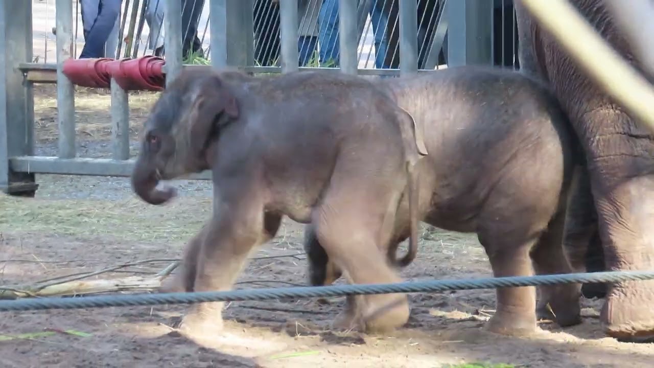 Aziatisch olifant meisje Yuki drinkt goed.