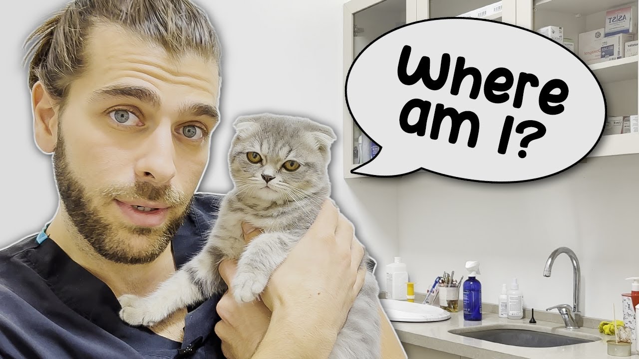 Очаровательный котёнок! (Первый ветеринарный визит котенка!)