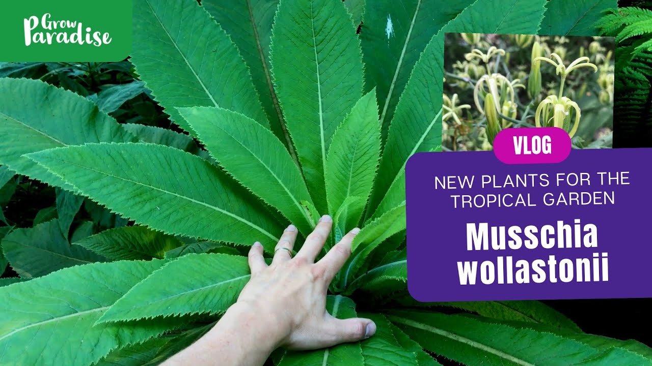 New exotic plant for tropical garden - Musschia wollastonii