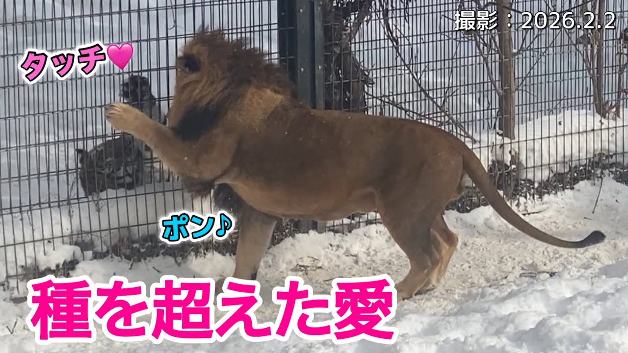 《旭山ライオン＆トラ》まるで親？兄妹？ライオンのオリト＆トラのメイ！オリトイオ＆ザリアファミリーvol740Like parent and child? Lion＆tiger like bro＆sis