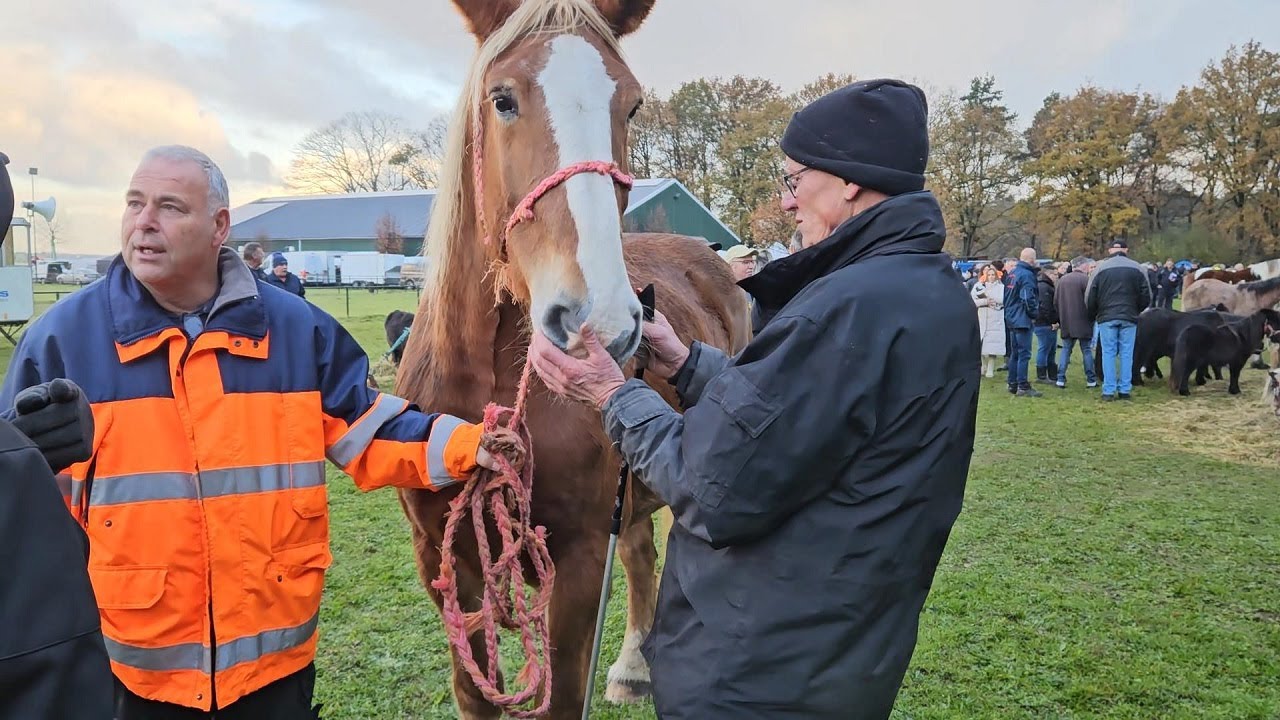 PAARDENMARKT LOTTUM 2025 Part 1