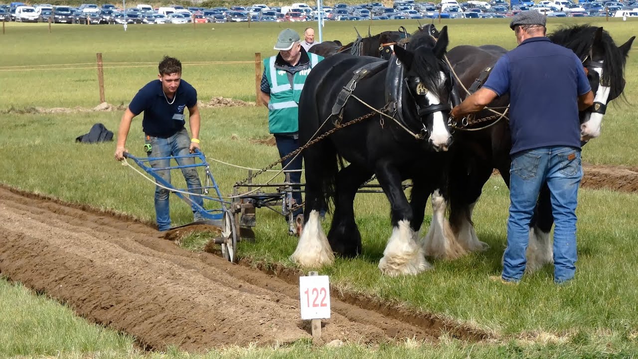 Horse Ploughing at National Ploughing 2022