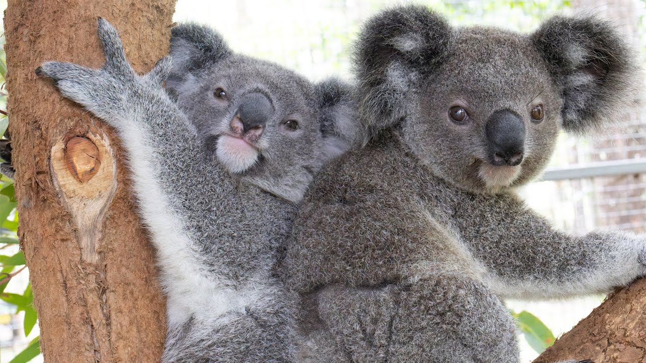 Wriggles and Lemon