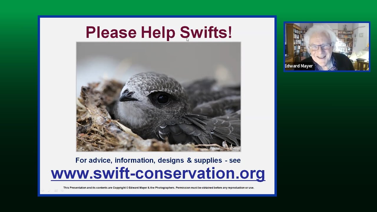 'Swifts - A bird we can help' by Edward Mayer Swift-Conservation.org