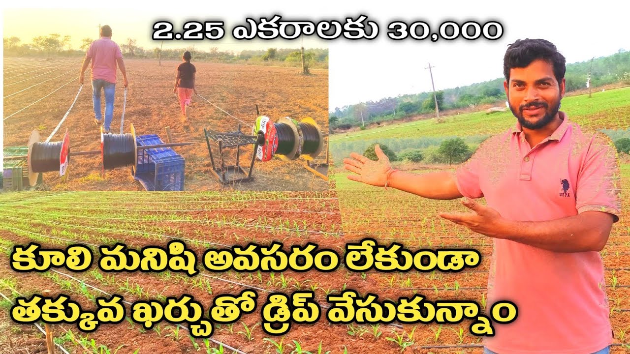 Budget Drip Irrigation || తక్కువ ఖర్చులో డ్రిప్ వేసుకున్నాం ||Please Save Farmers