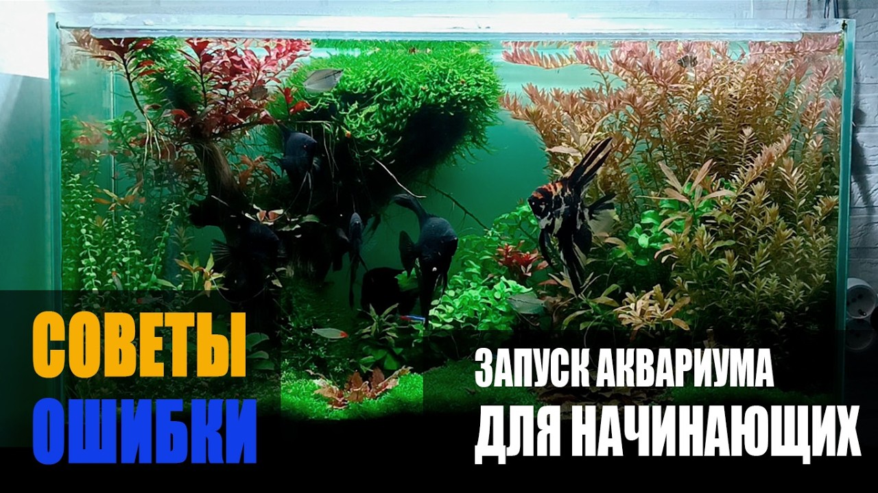 Запуск аквариума  для начинающих. С чего начать?